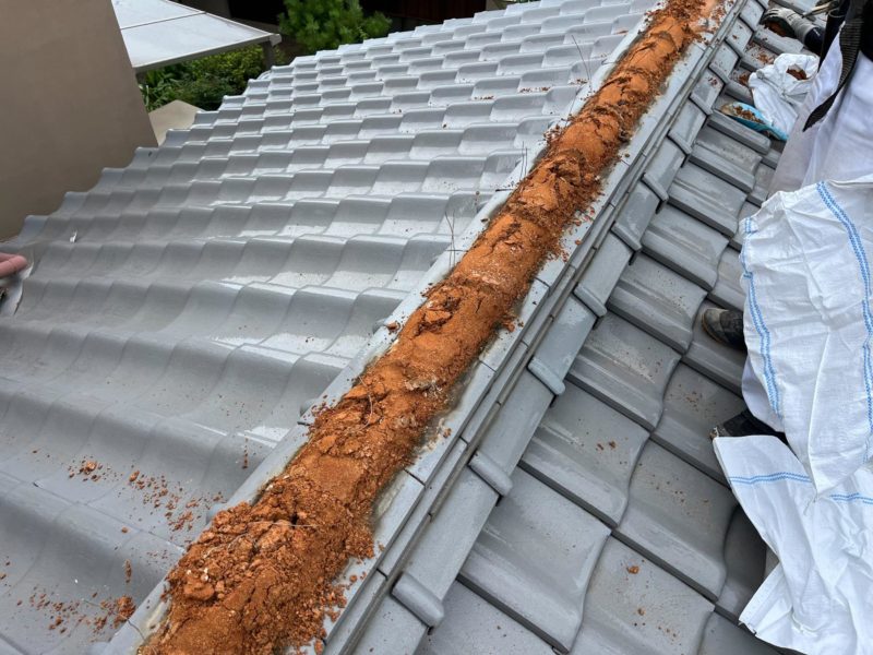 棟部から雨水が侵入して土が濡れている様子